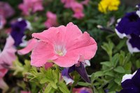Save seeds from your favorite petunias.