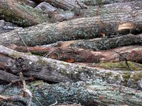 Tackle those tough cutting jobs by keeping your chainsaw properly tuned up.