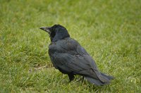 Offer crows an alternative to suet to keep them away.