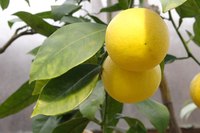 Lemon leaves on the tree at fruiting time.