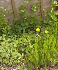 Urea is a high-nitrogen fertilizer that can encourage leaf and plant growth.