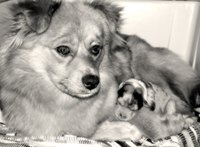 Canine pregnancy lasts about 63 days.