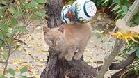 Make a cat tree using natural tree limbs.