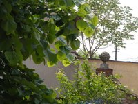 Mulberry tree