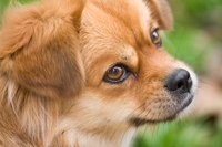 Make your dog's transition from wet to dry food an easy one.