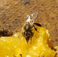 Traditionally, beeswax is used as an ingredient in dubbin