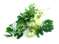 Acacia has developed remarkable adaptations to heat, drought and poor soils.