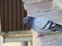 Wild birds can carry mites.