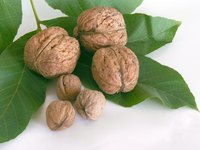 Learn about different kinds of walnuts.
