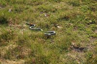 Rattlesnakes seek warm-blooded prey.