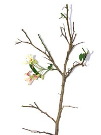 Take softwood tip cuttings in early to mid-summer.