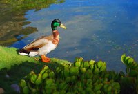 Pond costs vary, depending on the soil, watershed and other factors.