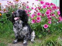 Most flea infestations are brought in by pets.