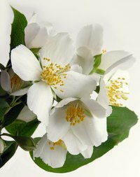 Infuse herbs and flowers in Everclear to create aromatic essential oils