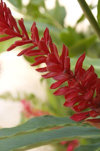 Red ginger (Alpinia purpurata)