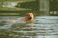 Not all dogs like the water, but many enjoy a swim.