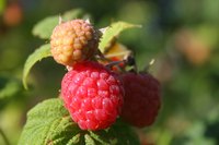 Keep bugs away from your raspberry plants with routine maintenance.