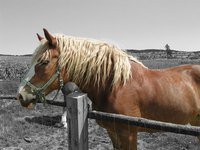 A desirable topline takes the appearance of a slightly arched neck and strong back.