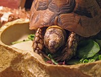 Keep flies away from your turtle.