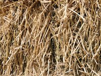 Bermuda grass can produce high-quality hay.
