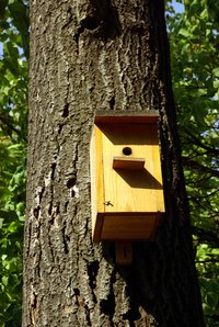 Birdhouses attract a variety of birds.
