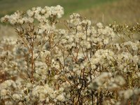 Russian thistles are most commonly known as tumbleweeds.