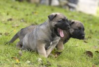 Wait to train very young puppies.