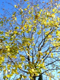 Silver maple leaves turn a light greenish-yellow color in the fall.