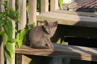 Getting your kitten microchipped will help him find his way home if he gets lost.