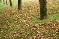 Rake your leaves into a straight-line pile instead of several smaller piles.