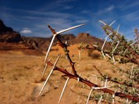 Desert plants sometimes have thorns to keep animals away.