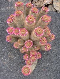 Cacti house several types of animals.