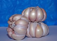 Eating garlic is good for your blood vessels.