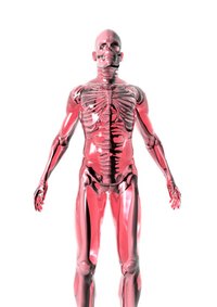 Understanding human anatomy can aid in learning medical terminology.