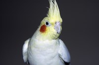 Building a wooden bird cage
