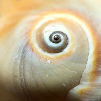 Shells are used to make mother of pearl accessories.