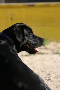 Labradors will bark for a variety of reasons.