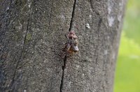 Use eucalyptyus oil to repel flies.