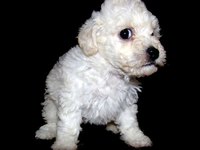 Soft temperament, cute and cuddly