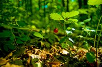 Fertilize strawberries twice each growing season.