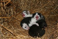 Drontal is not safe for newborn kittens.