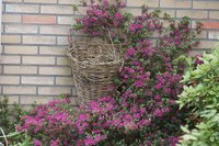 Restore old azaleas to encourage bushy growth and abundant blooms.