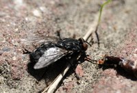 Get rid of flies attracted by your cat's litter box.
