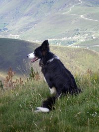 Border collies may be allergic to Ivermectin.