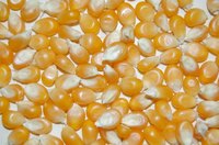 Dry popcorn kernels properly so that you can store the kernels.