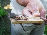 Snap traps are effective and easy to use