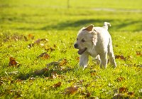 Finding the right food for your puppy can be easy.