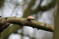 Truffles are usually found growing on a tree's roots or branches.