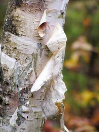 Baltic birch is mainly used in the fabrication of plywood.
