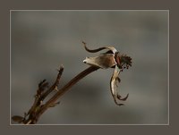 Dead flowers are just as visually interesting as live ones.